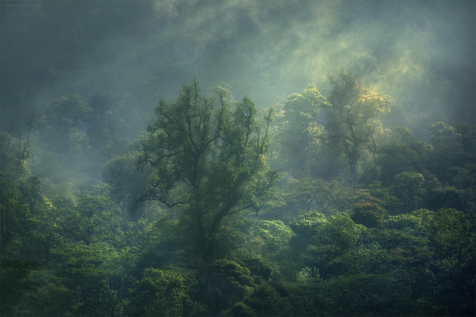 Мистический лес.jpg