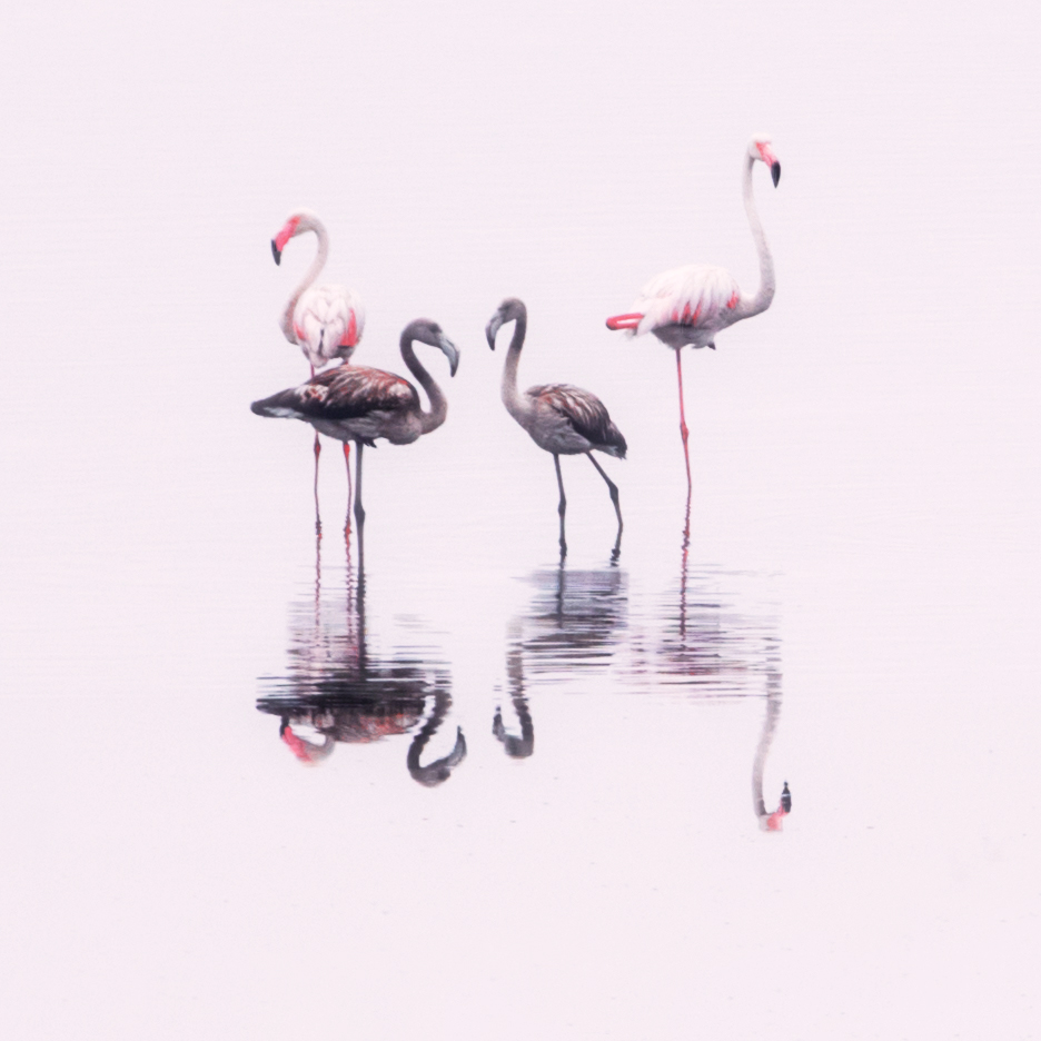 Фламинго 3.jpg